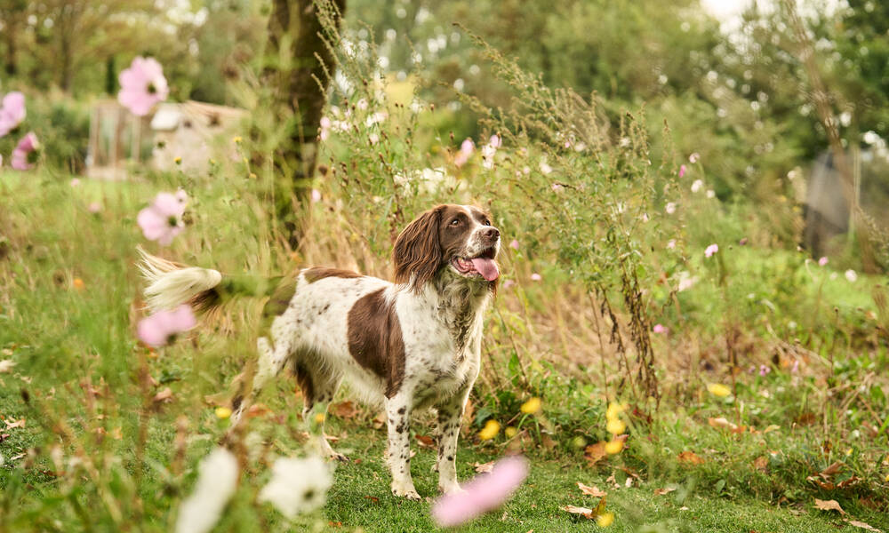 Les vitamines et oligoéléments sont indispensables pour la santé et la vitalité de votre chien