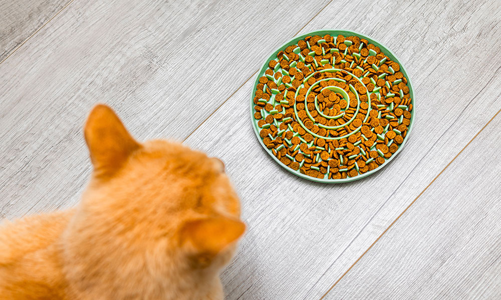 La gamelle labyrinthique est faite pour ralentir la prise de nourriture des chats