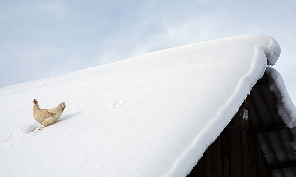 Les poules peuvent sortir en hiver