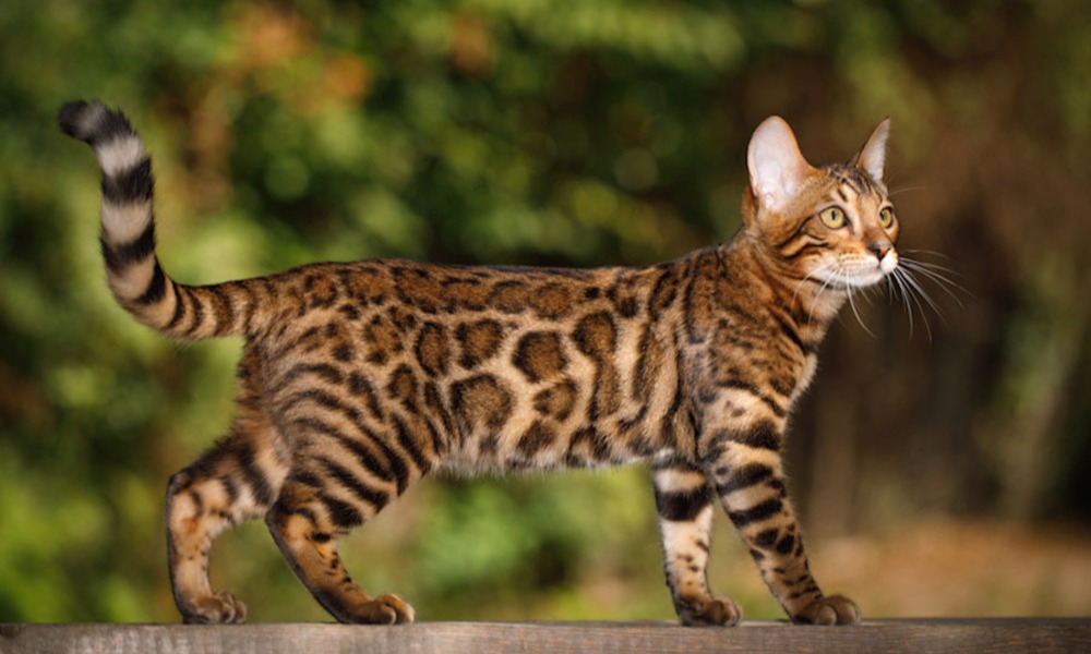 Le Bengal ressemble à un léopard miniature 
