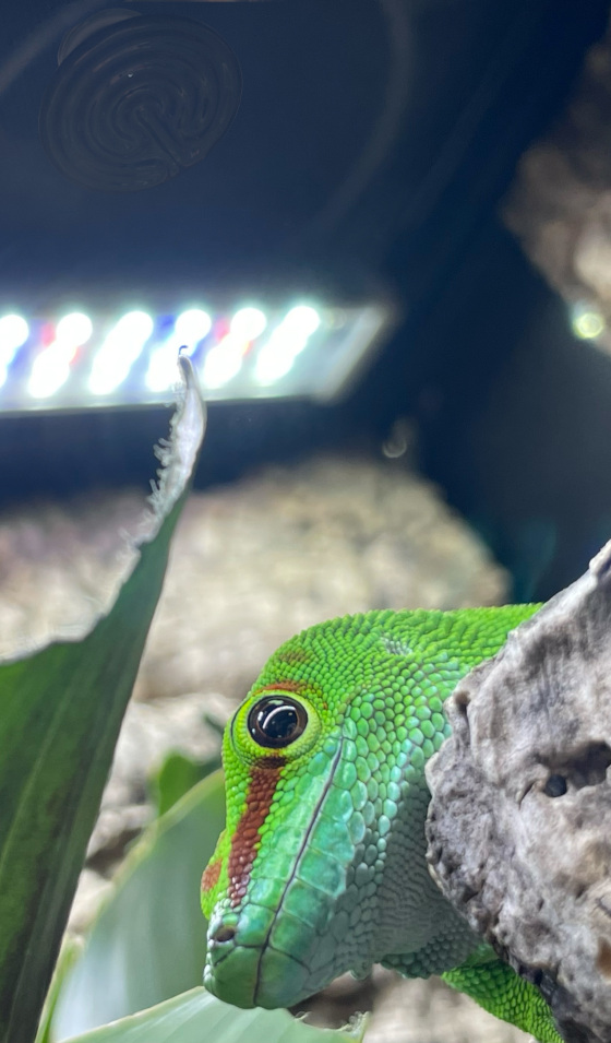 Un gecko se réchauffe sous une lampe céramique pour terrarium