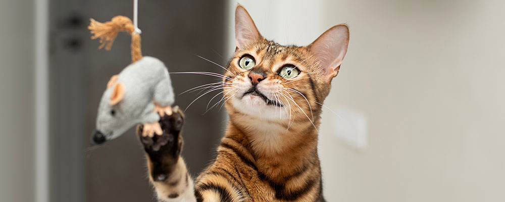 Le tigré, le chat européen, le chat de gouttière, il a plusieurs noms car il séduit énormément !