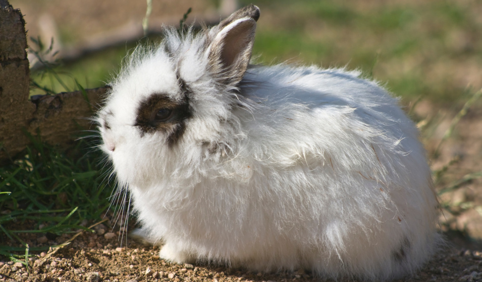 Un bon aménagement de l'enclos permet au lapin nain de vivre dehors sereinement 