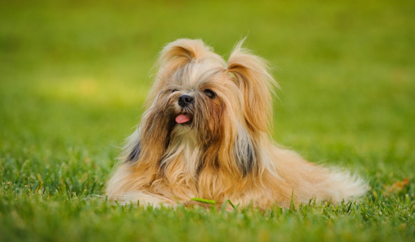 shih tzu 1
Chien Shih Tzu couché dans l'herbe - ©Sporthorse Photography @everydoghasastory - - stock.adobe.com