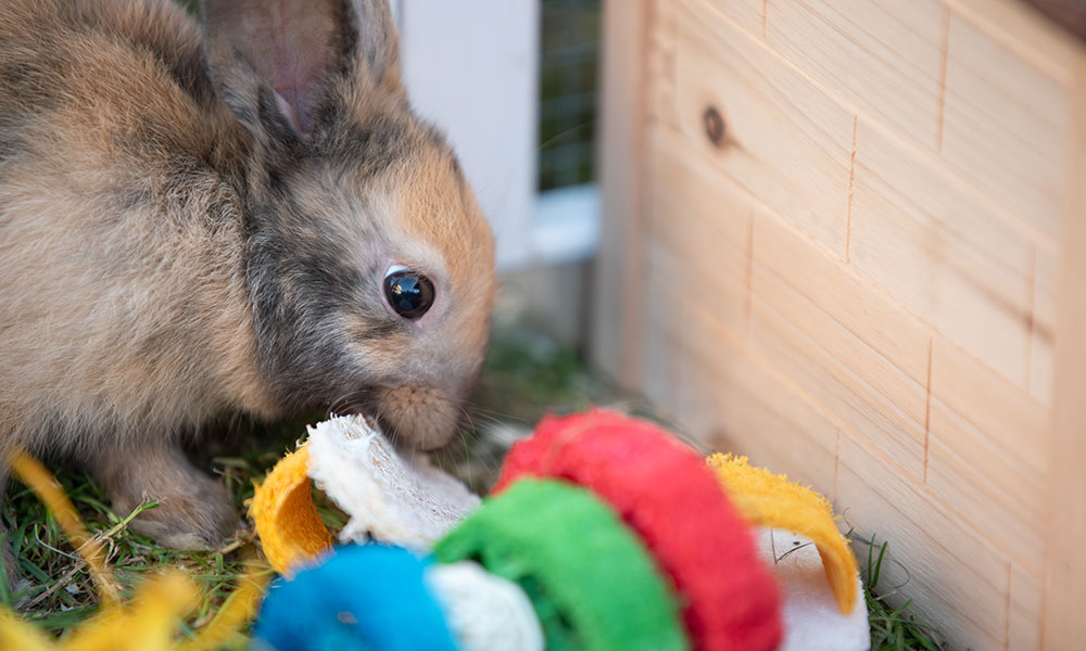 Pensez aux jouets pour occuper le lapin - © stock.adobe.com