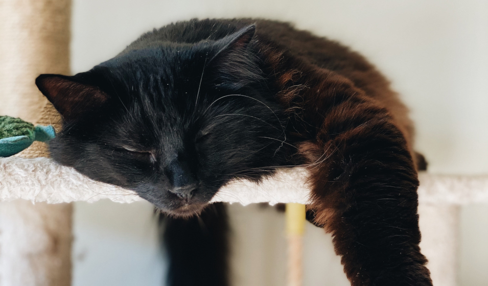 demenagement chat 8