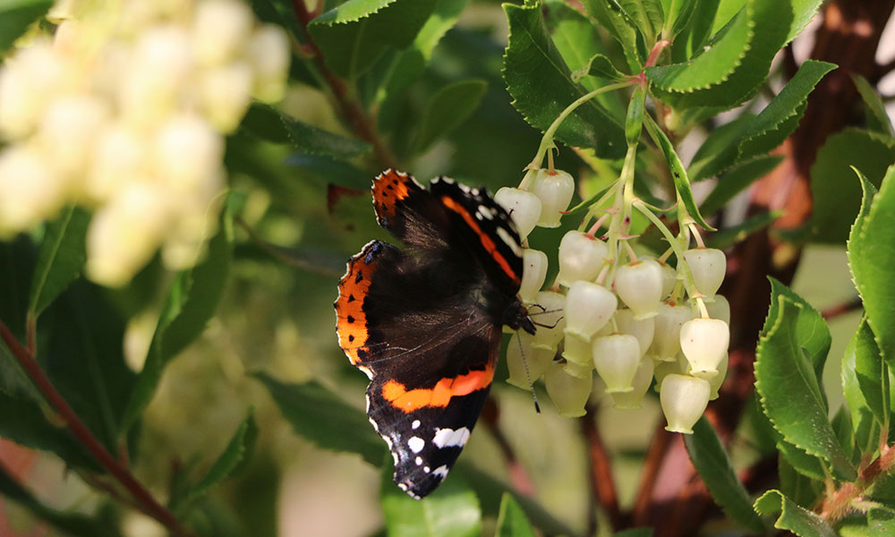 Ses clochettes sonnent les papillons !