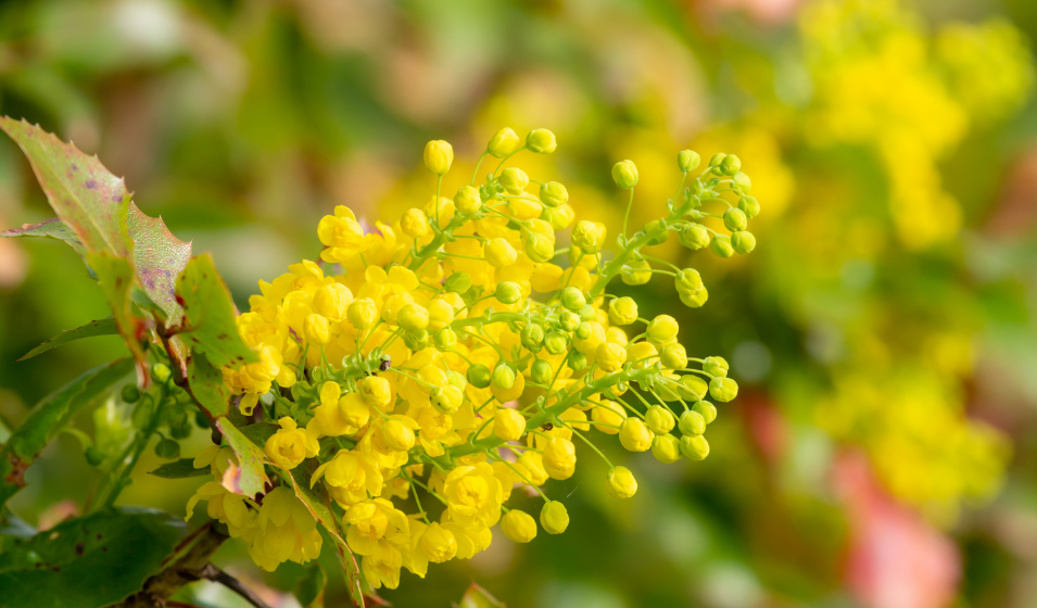 Arbustos Que Florecen A Principios De Primavera