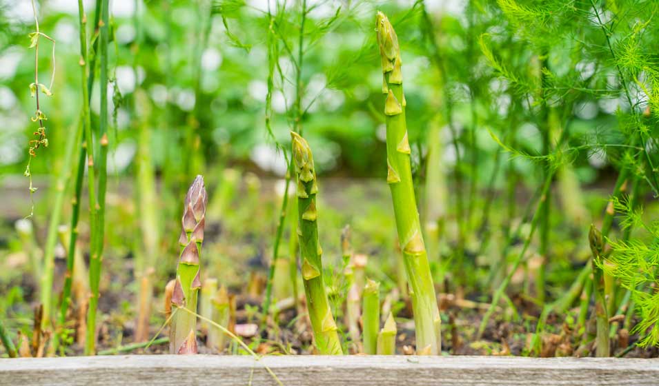 Quelles grandes asperges