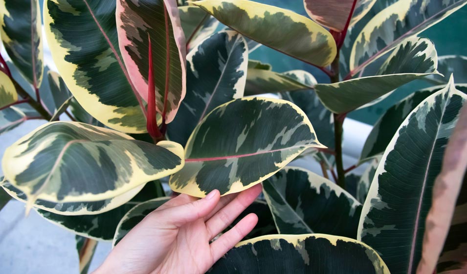 6 conseils pour prendre soin de votre Ficus elastica - Jardiland