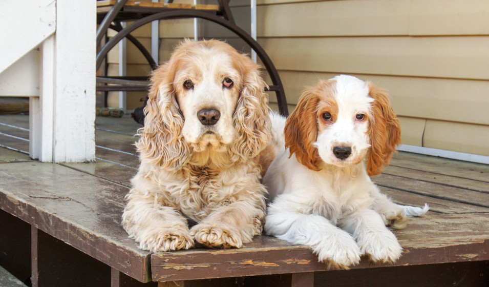 Un chien âgé et un jeune chien de type épagneul allongés devant une maison