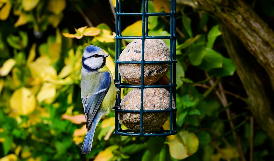 Les boules de graisse sont un apport nutritif pour les oiseaux 