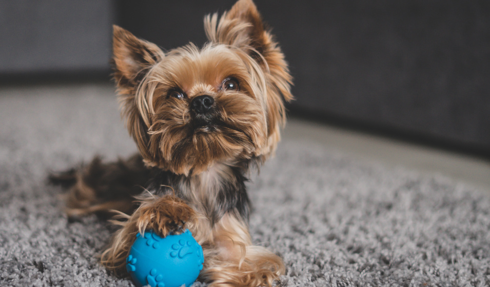 Un jouet spécial pour chien est prévu pour résister à ses crocs 