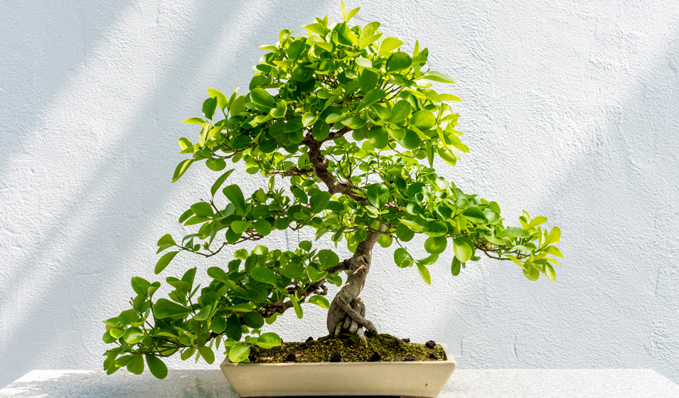 Entretien du bonsaï : comment en prendre soin?
