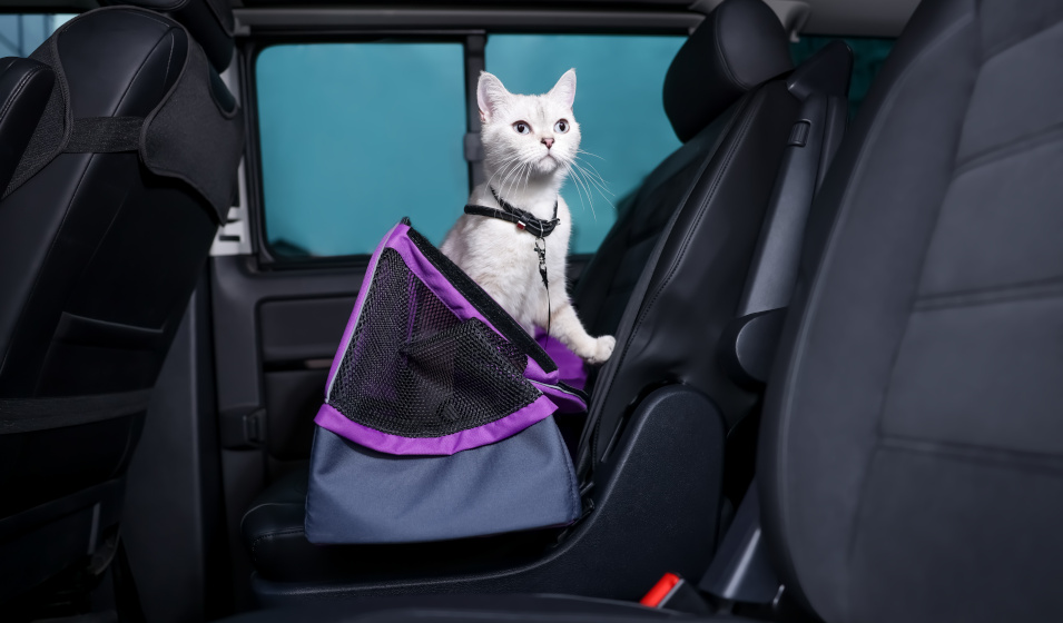 Comment voyager avec son chat en voiture ? - Jardiland
