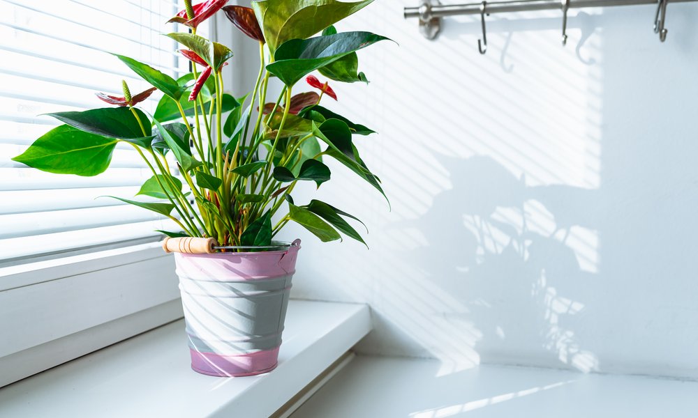 L'anthurium aime la lumière tant qu'il ne reçoit pas directement les rayons du soleil