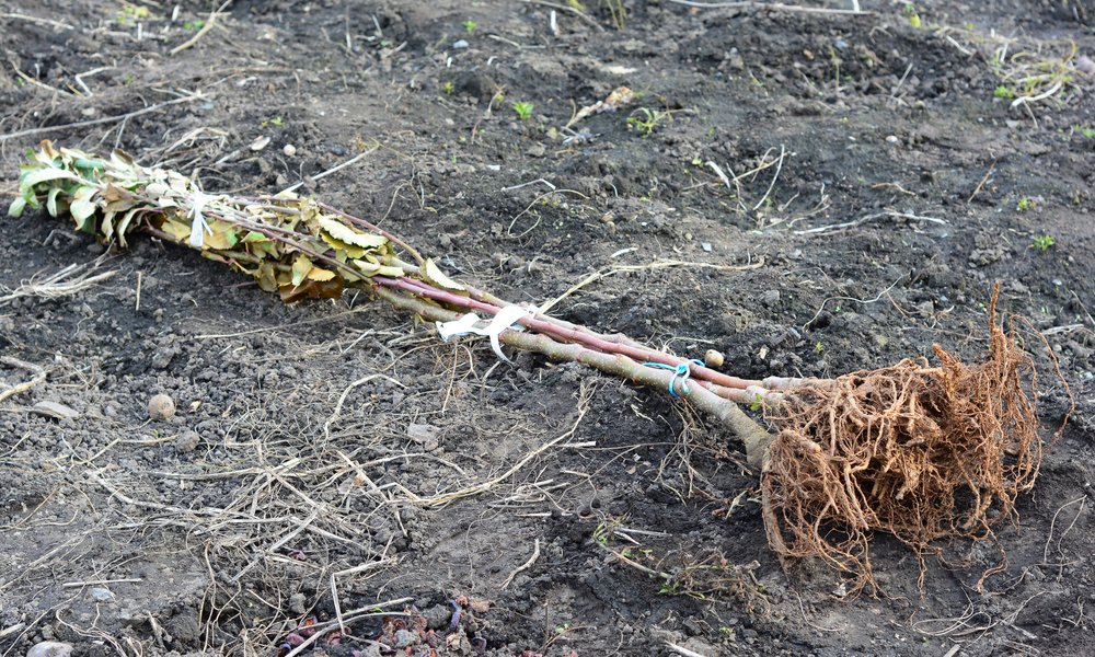 Des arbres fruitiers à racines nues qui vont bientôt être plantés