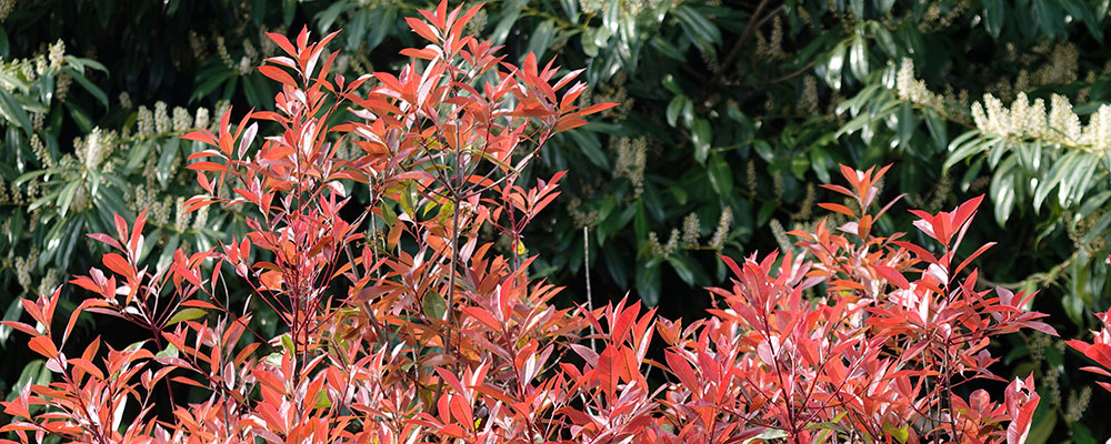 Photinia x fraseri 'Red Robin'