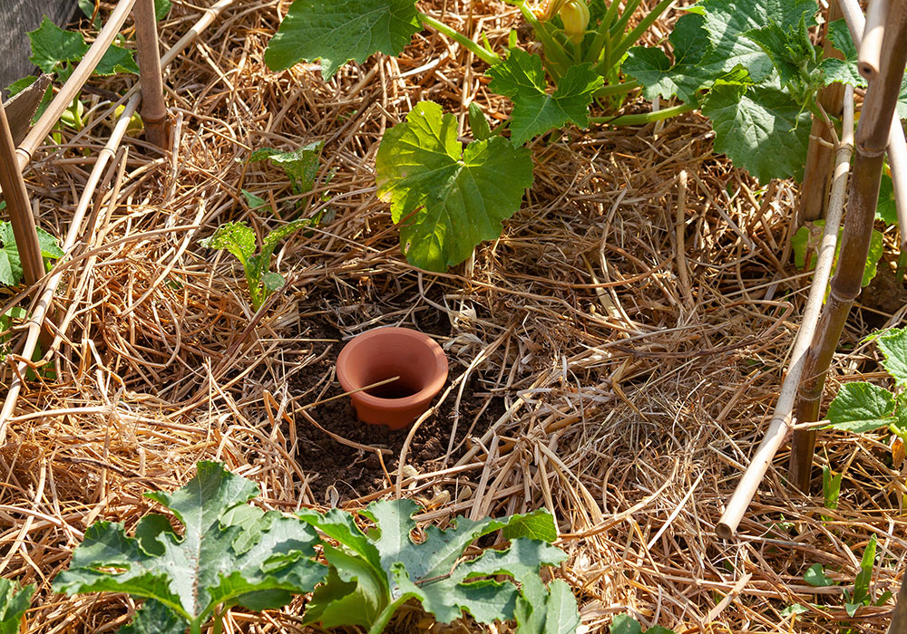 On plante 