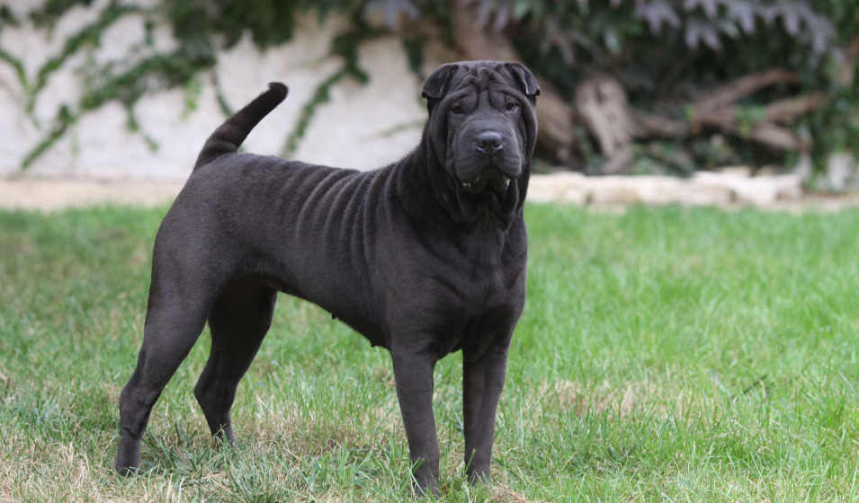 Un chien shar pei noir se tient debout sur l'herbe 