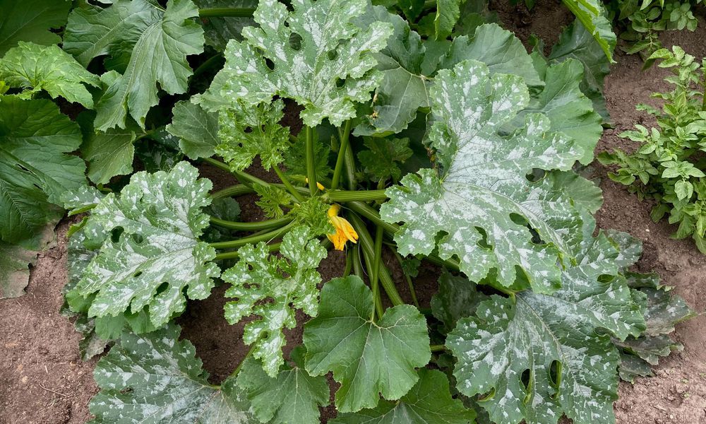 Un pied de courgette atteinte de mildiou