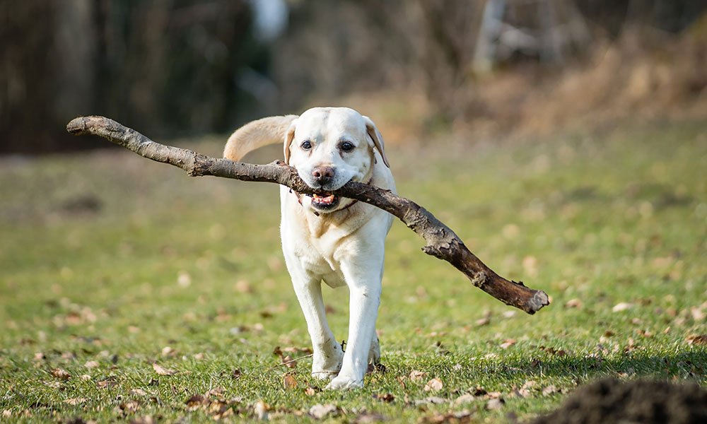 Comment jouer avec mon chien ?