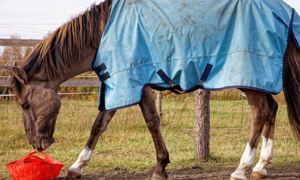Une couverture protégera les chevaux les plus sensibles 