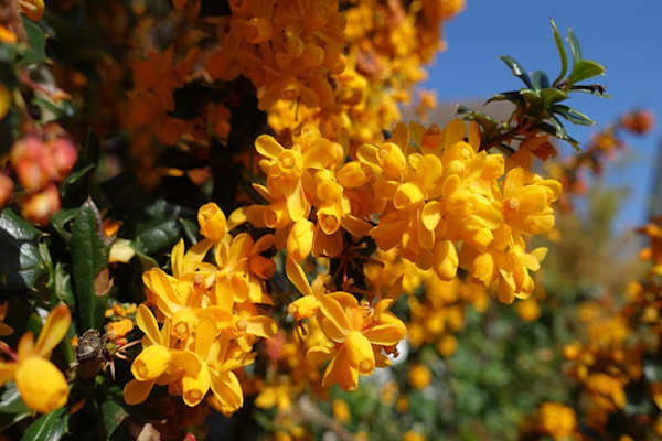 Berberis darwinii, un vrai soleil avant l'été