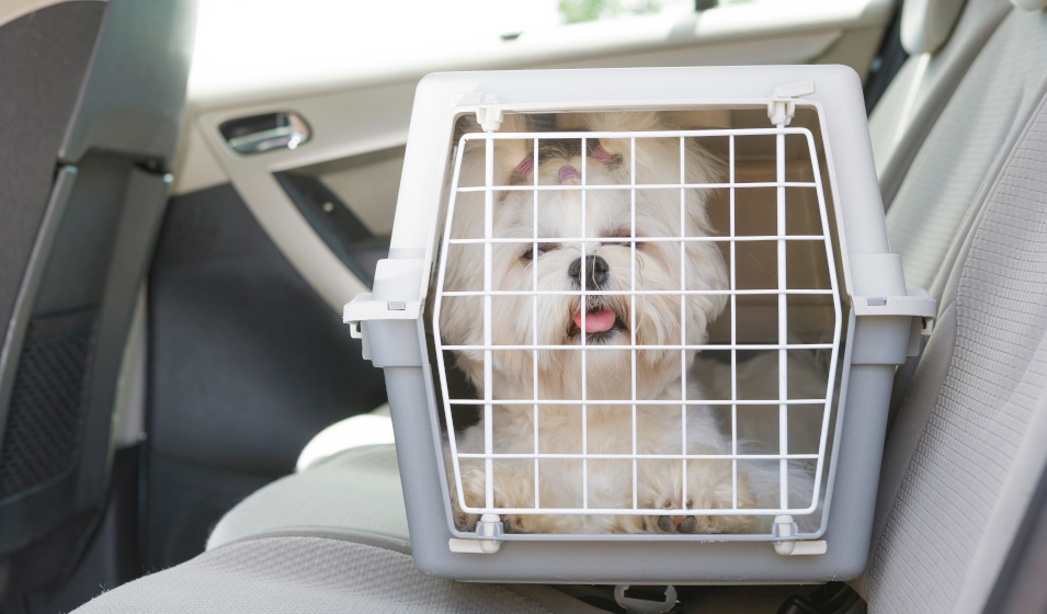 Transporter un chien en voiture en toute sécurité