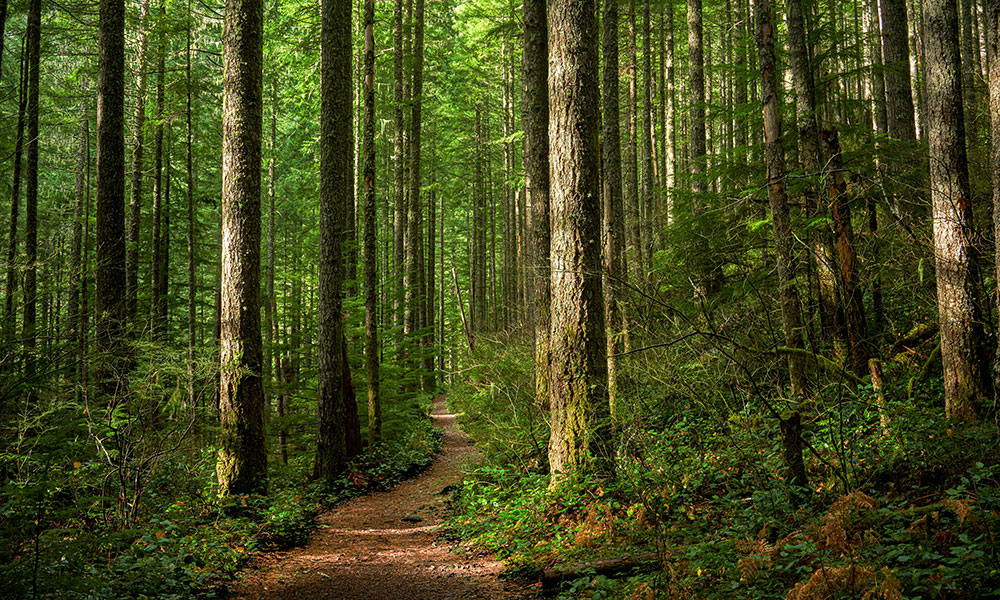 La Forêt domaniale de Fausses-Reposes
