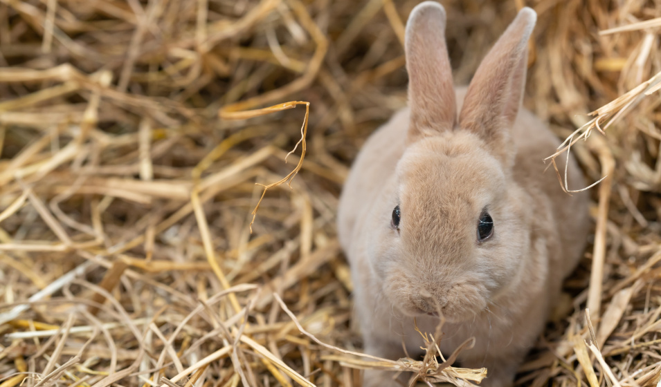 Le lapin nain rex convient bien aux familles avec enfants 