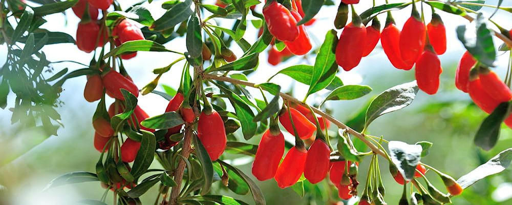 Goji 