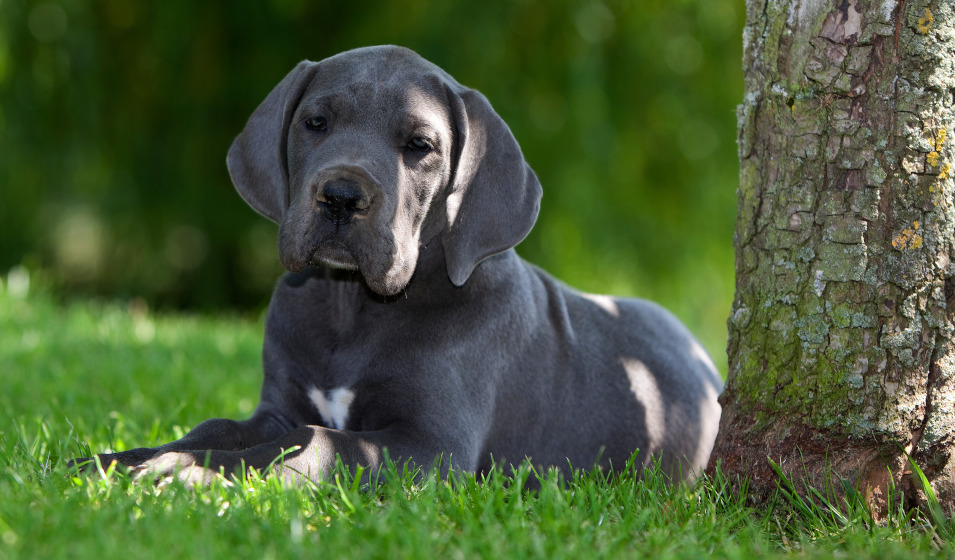 Un chiot dogue allemand couleur "bleu" couché au pied d'un arbre