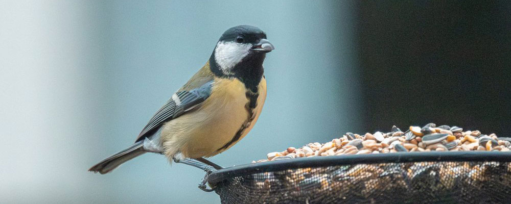 Identifier la mésange charbonnière