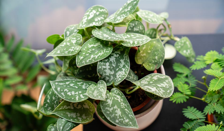 Faux Pothos, vrai Scindapsus pictus