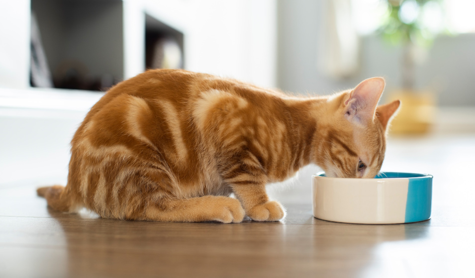 Une alimentation adaptée contribue à la qualité du pelage du chat