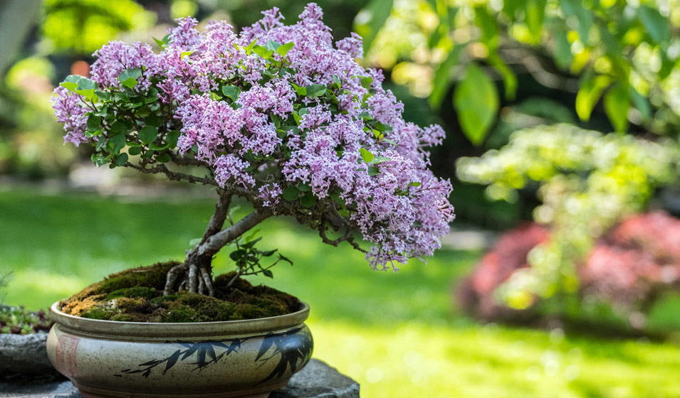 Le Bonzaï plante zen et millénaire par fleuristes-et-fleurs