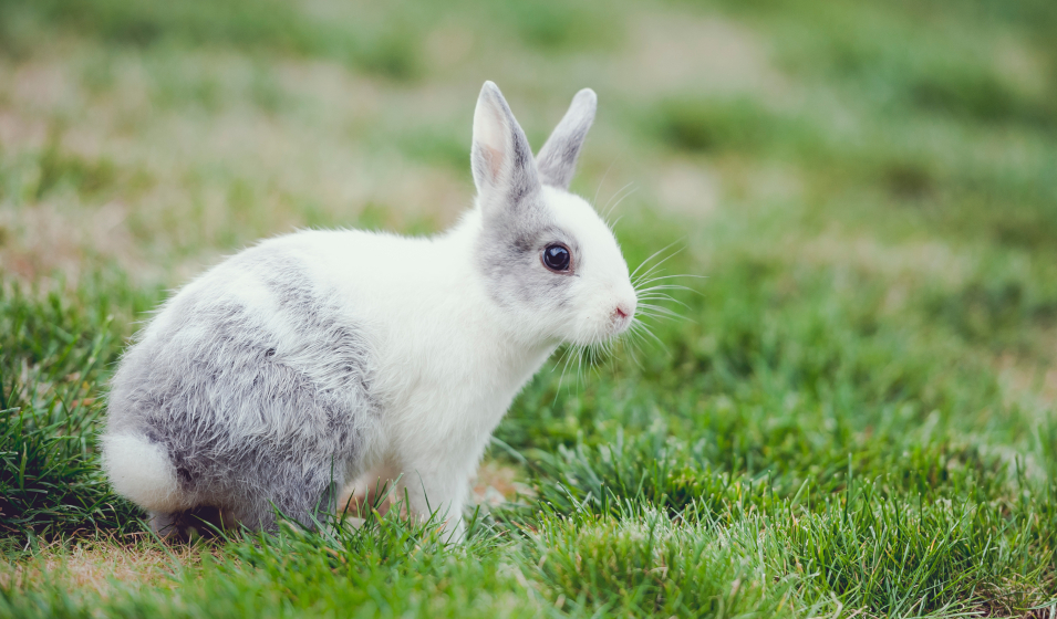 Le jeu fait partie des activités quotidiennes du lapin nain ! 