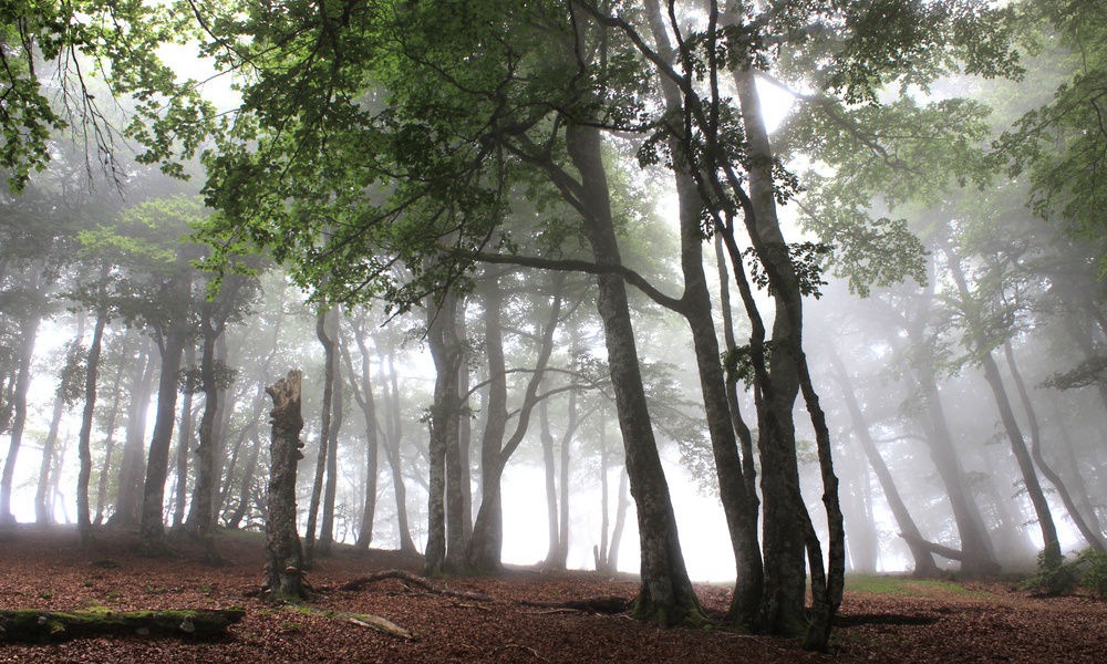 La forêt d’Iraty 