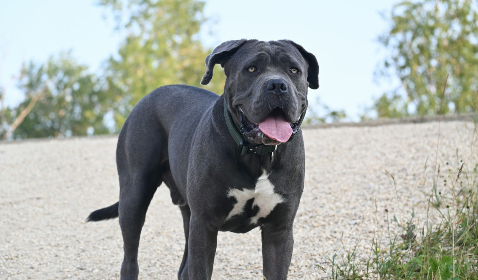 Cane Corso caract re sant et ducation Jardiland