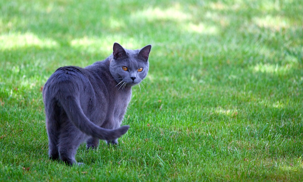  Le Chartreux se reconnaît à ses yeux dorés 