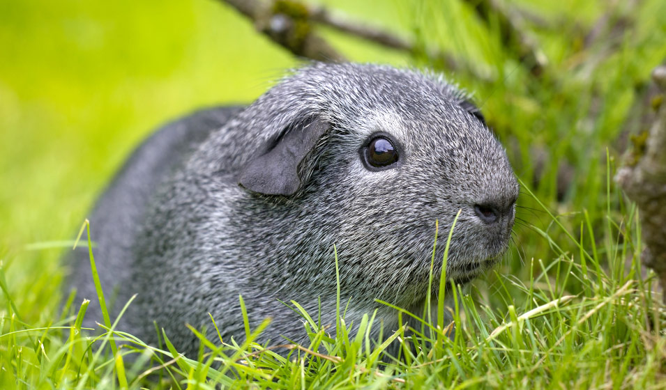 Le cochon d’Inde gris ou agouti argenté