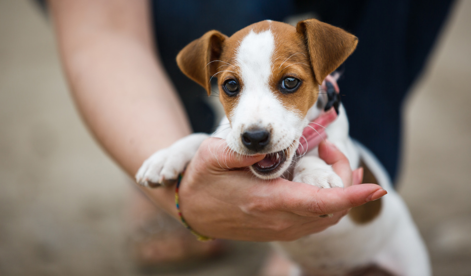 Les mordillements font partie du comportement naturel d'un chiot