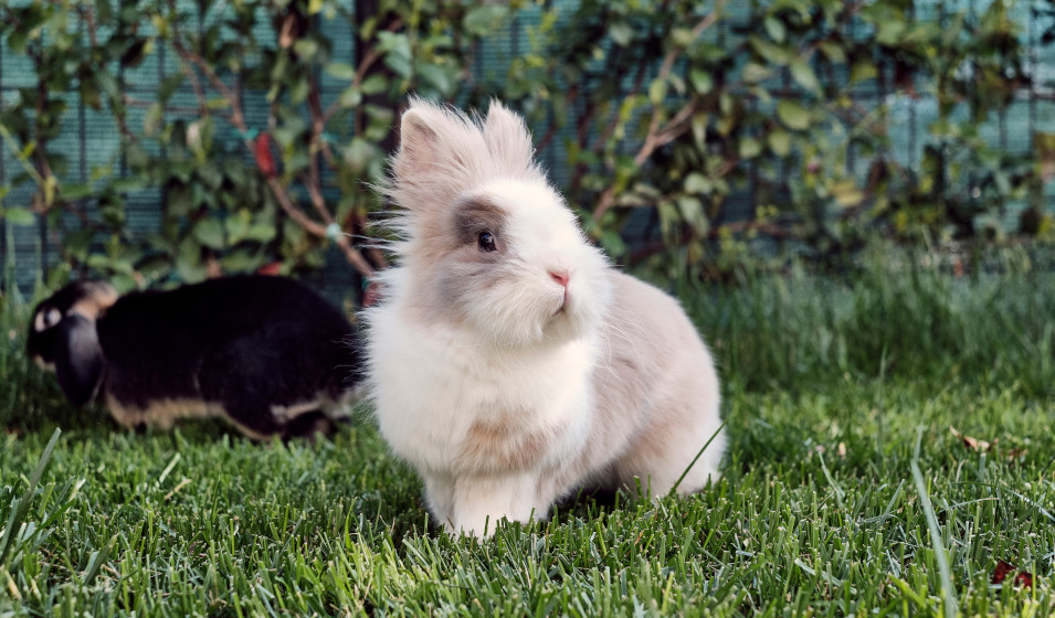 Plusieurs idées d'aménagement existent pour l'enclos extérieur d'un lapin nain