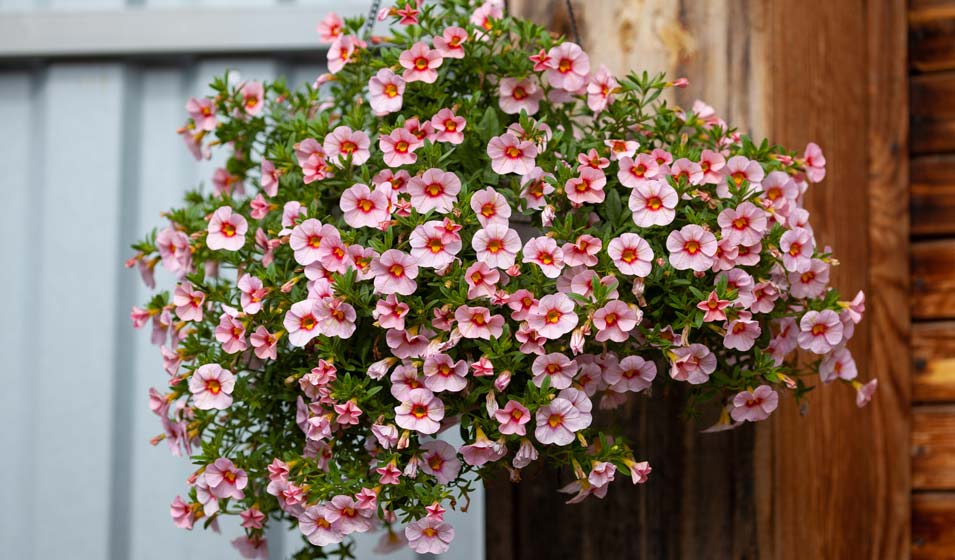 Celui qui n'était pas un pétunia 