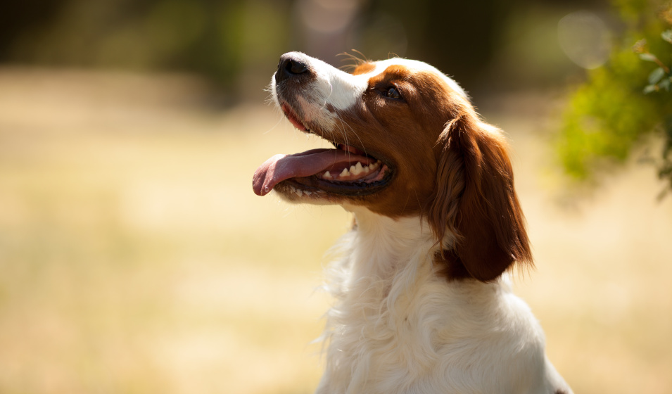 Les 10 meilleures races de chiens de taille moyenne 