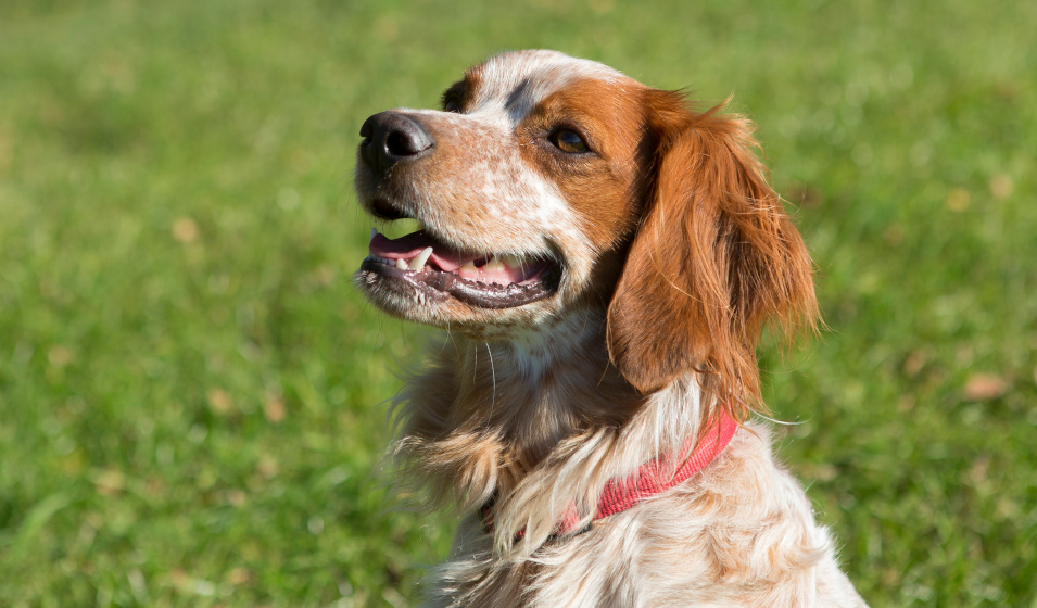 Portrait d'un chien épagneul breton rouanné blanc et fauve 