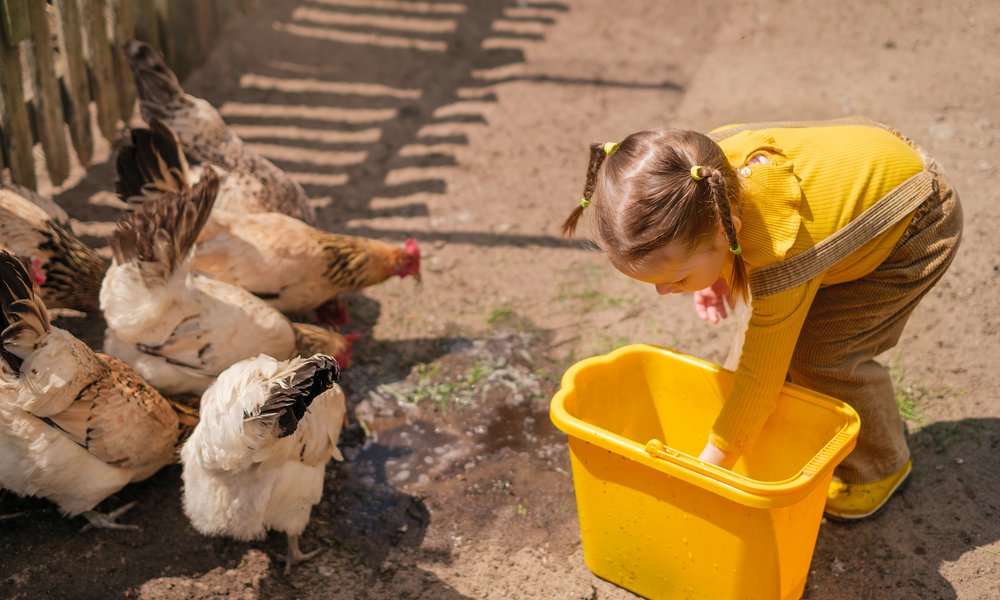 Donner à manger aux poules est une mission importante