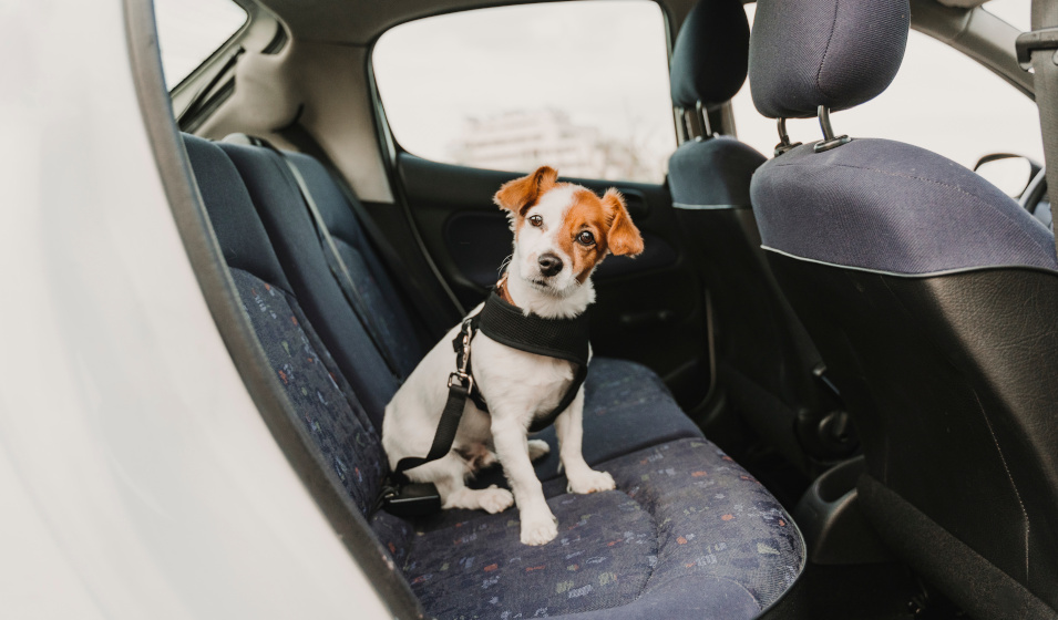 Un chien jack russell terrier équipé d'un harnais de sécurité dans une voiture 