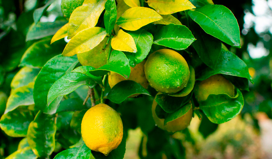 Citronnier qui perd ses feuilles : les bons gestes